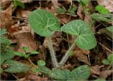 Asarum europaeum. Листья молодого растения. Московская обл., Раменский р-н, окр. ж.-д. платформы Хрипань, просека в смешанном лесу. 23.04.2025.