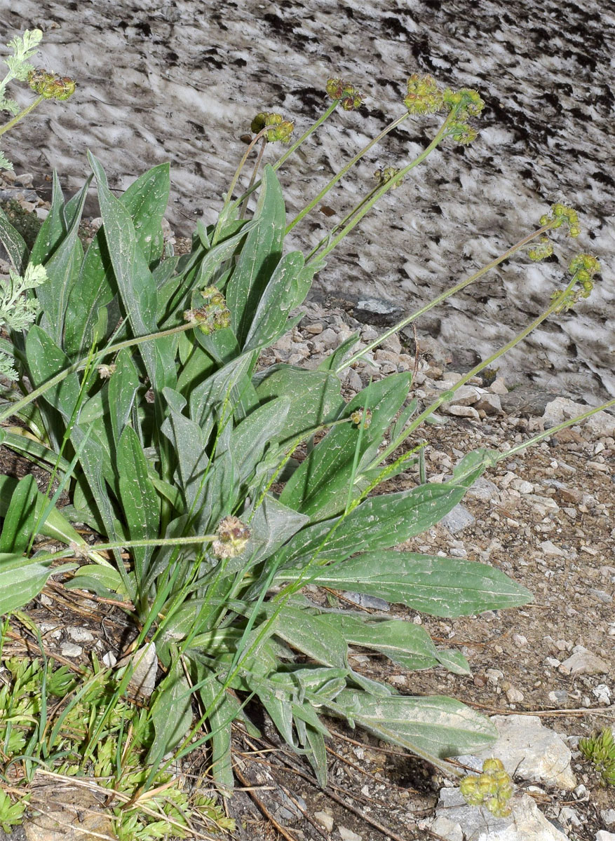 Image of Solenanthus karateginus specimen.