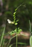 Vicia grandiflora