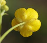 Ranunculus japonicus. Цветок (вид со стороны чашечки). Приморский край, Октябрьский р-н, окр. с. Гранатовка, на лугу. 21.05.2025.
