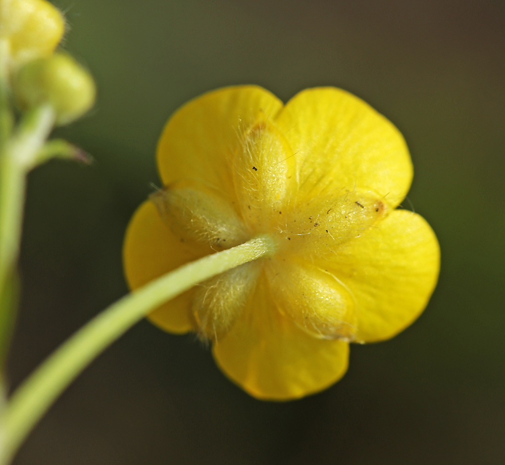 Изображение особи Ranunculus japonicus.