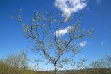 Salix caprea