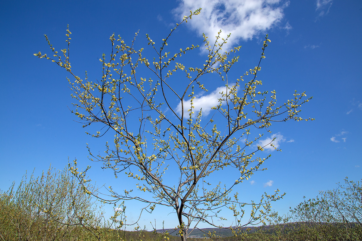 Image of Salix caprea specimen.