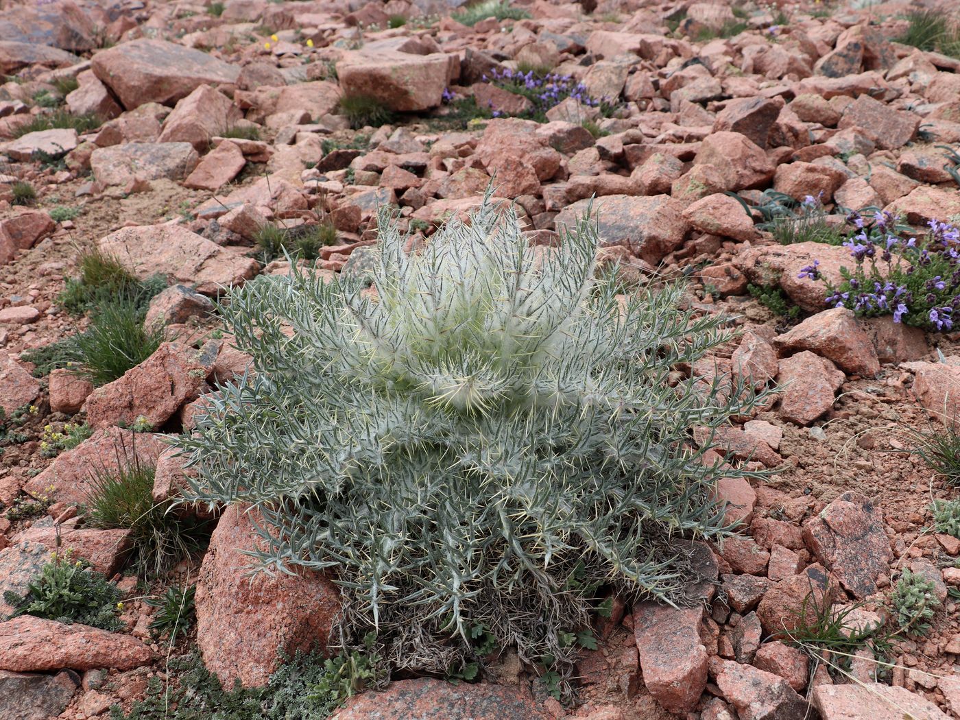 Image of Schmalhausenia nidulans specimen.