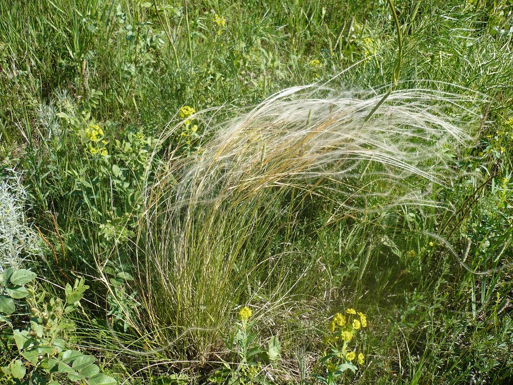 Изображение особи род Stipa.