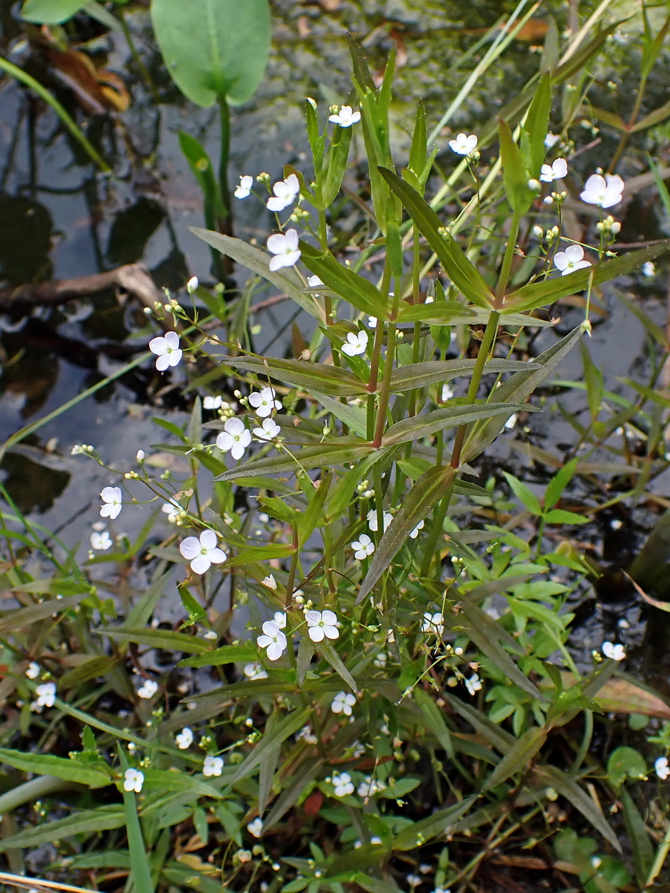 Image of Veronica scutellata specimen.