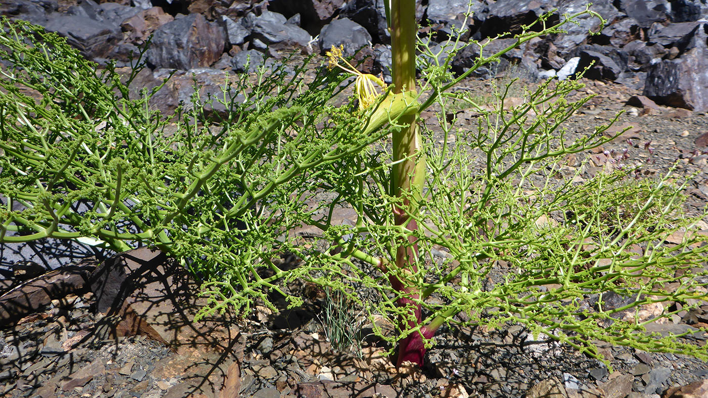 Изображение особи Ferula grigoriewii.