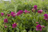 View full-size image Rhododendron camtschaticum