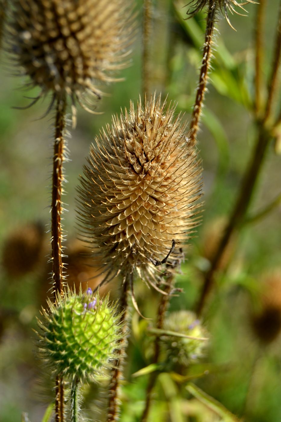 Image of Dipsacus gmelinii specimen.