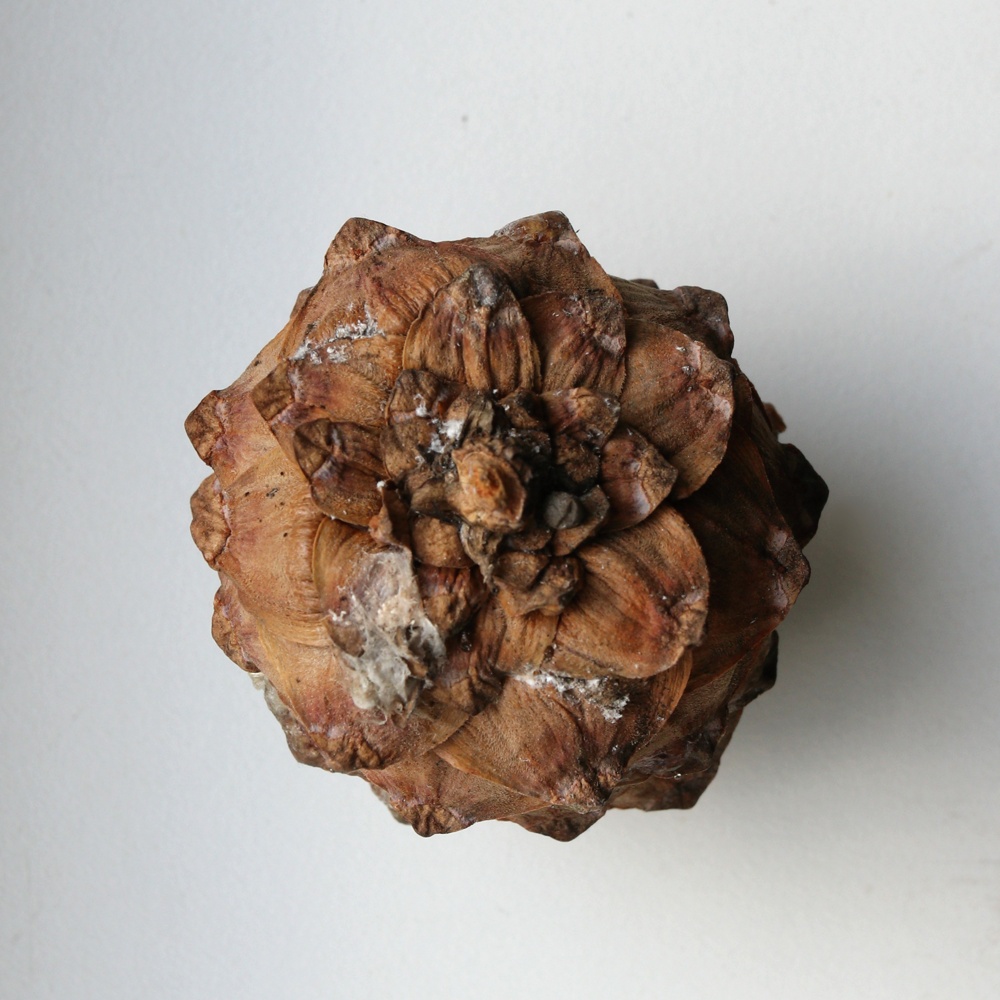 Изображение особи Pinus sibirica.