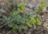 Euphorbia petrophila. Верхушка цветущего растения. Крым, Тарханкутский п-ов, ур. Джангуль. 24.07.2010.