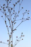 Linum catharticum