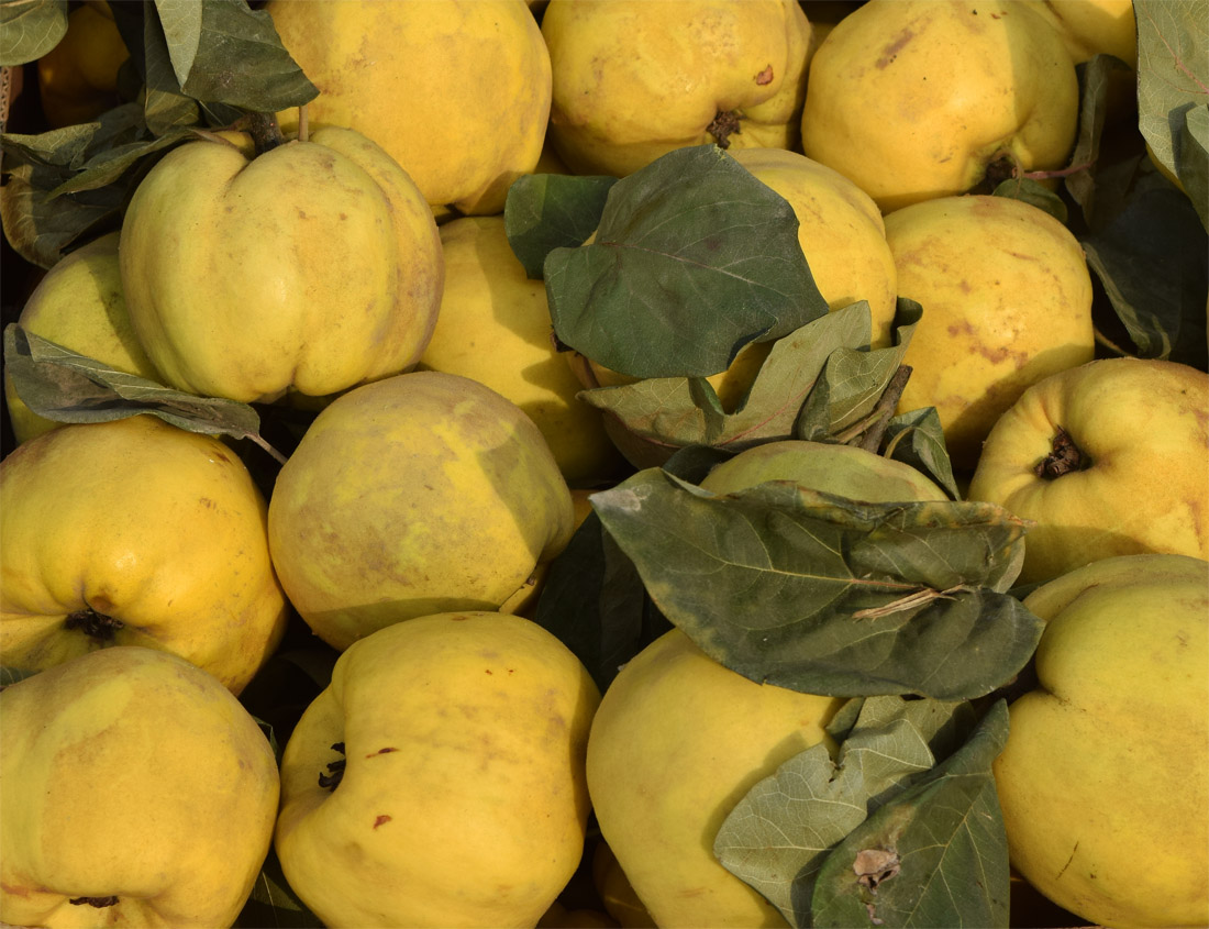 Image of Cydonia oblonga specimen.