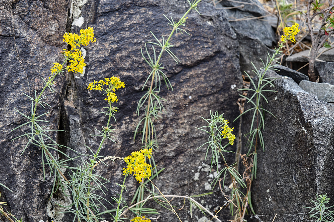 Image of Galium verum specimen.