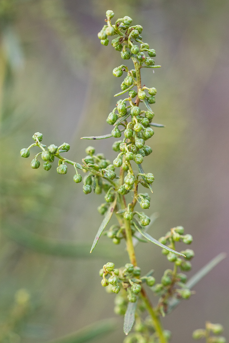 Image of Artemisia dracunculus specimen.