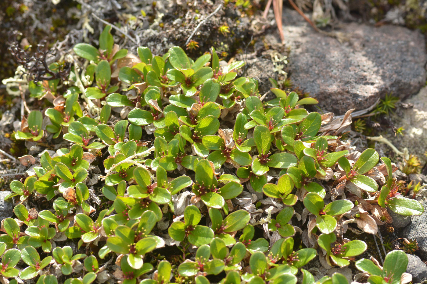 Изображение особи Salix erythrocarpa.