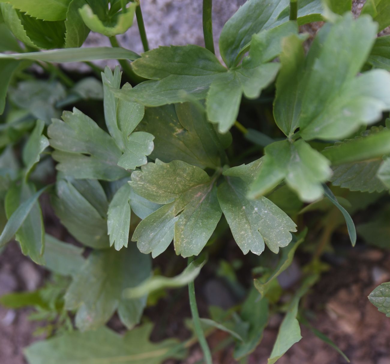 Image of genus Ranunculus specimen.