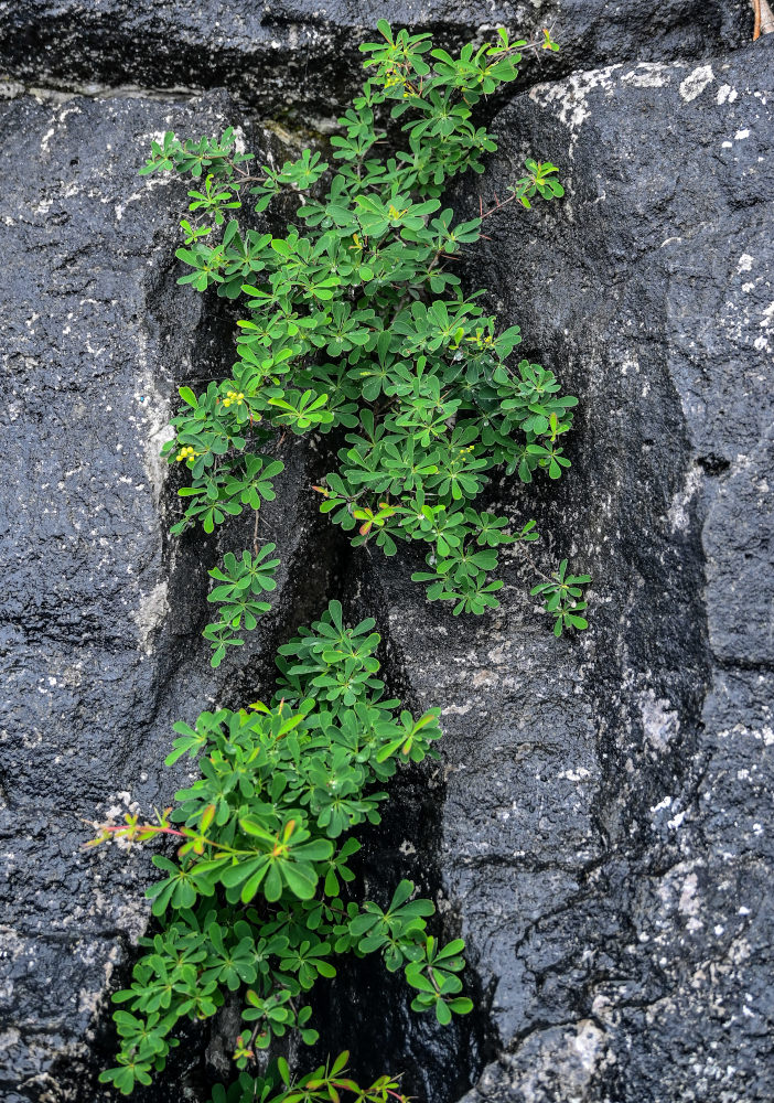 Image of Berberis wilsonii specimen.