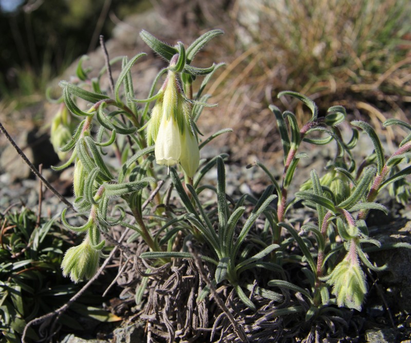 Изображение особи Onosma echioides.