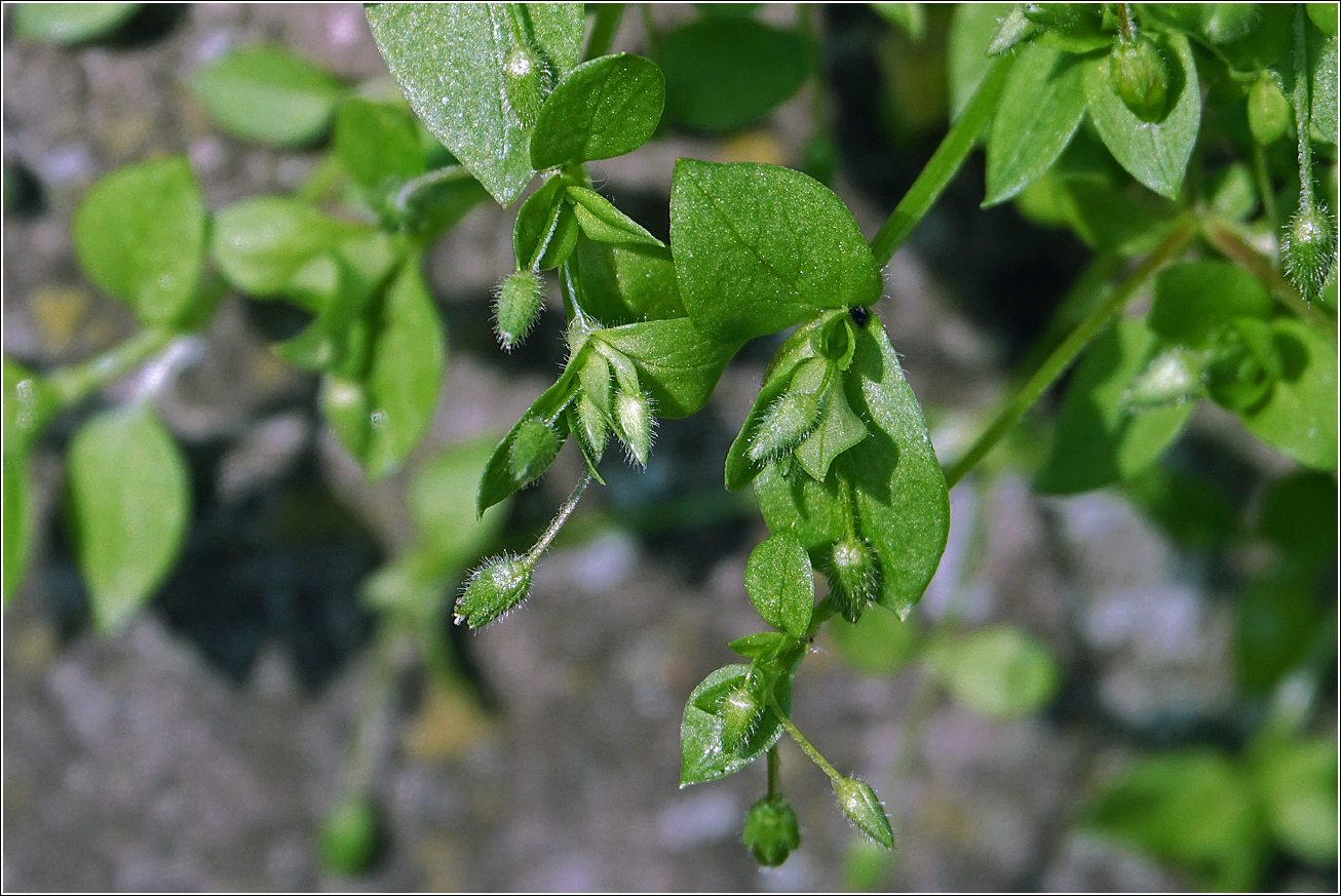 Изображение особи Stellaria media.