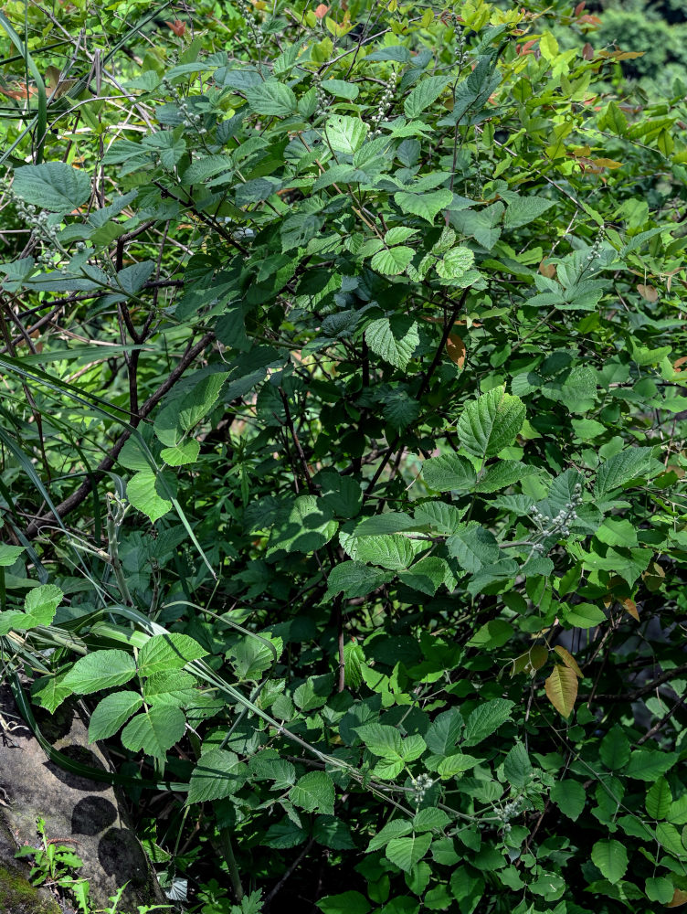 Изображение особи Rubus innominatus.