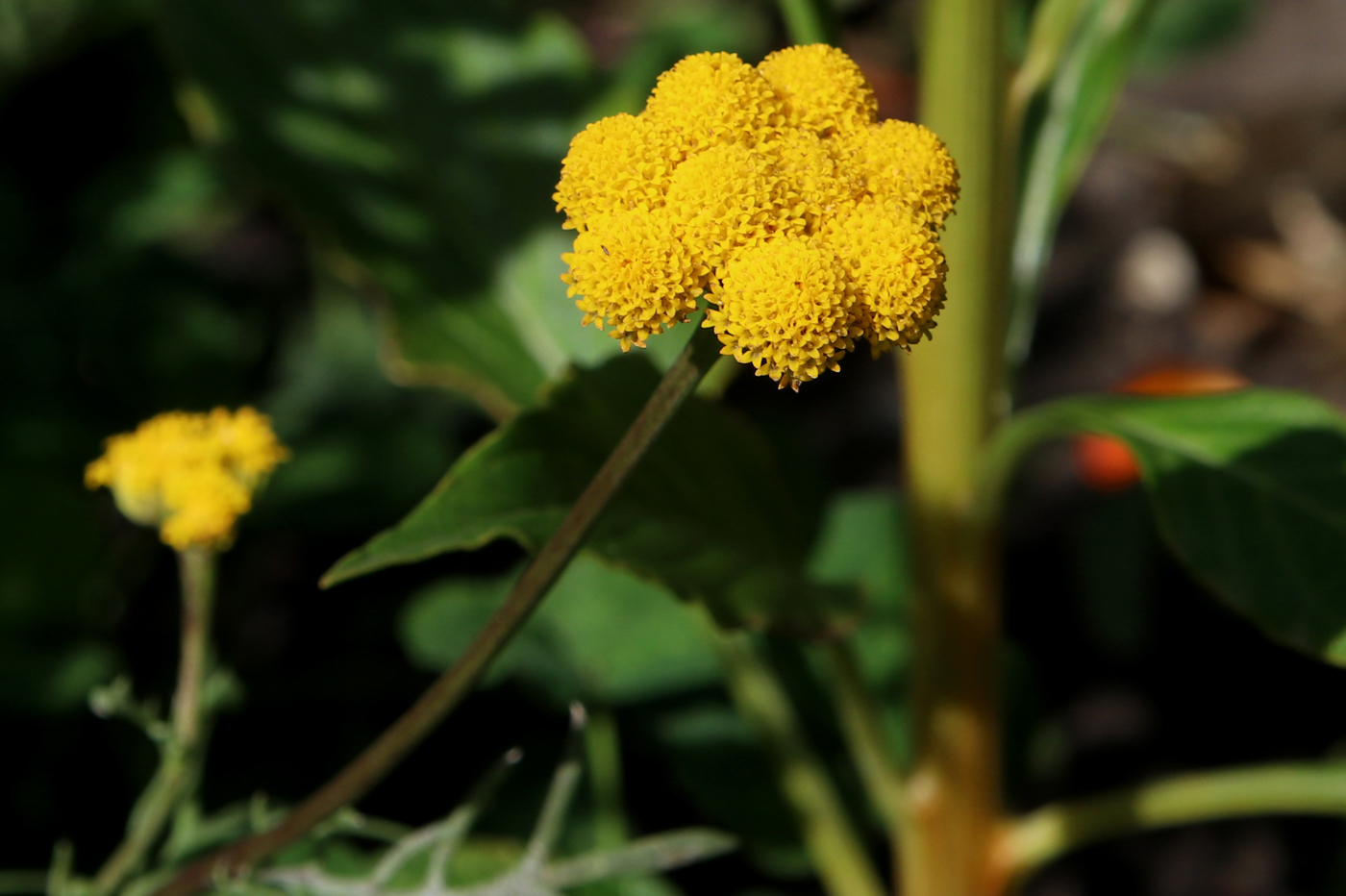 Image of Lonas annua specimen.