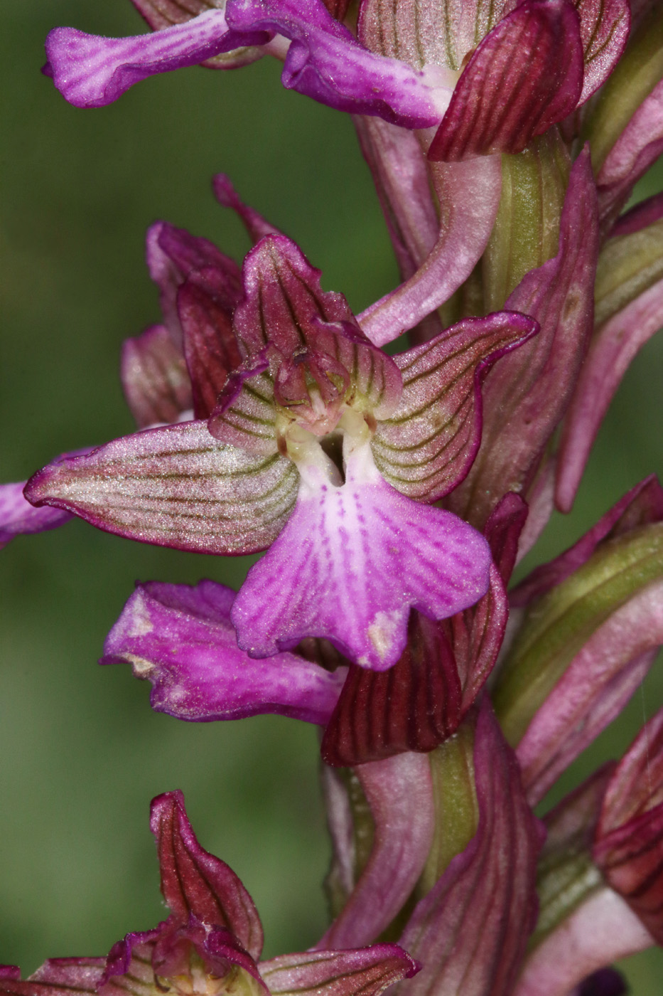 Изображение особи Anacamptis × dafnii.