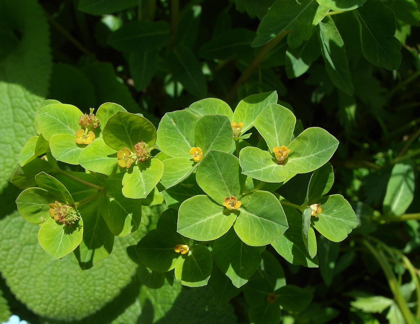 Изображение особи Euphorbia alatavica.