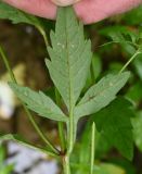 Bidens tripartita. Лист (вид на абаксиальную поверхность) в каплях дождя. Тульская обл., Заокский р-н, Бутиково, колея старой лесной дороги. 09.08.2024.