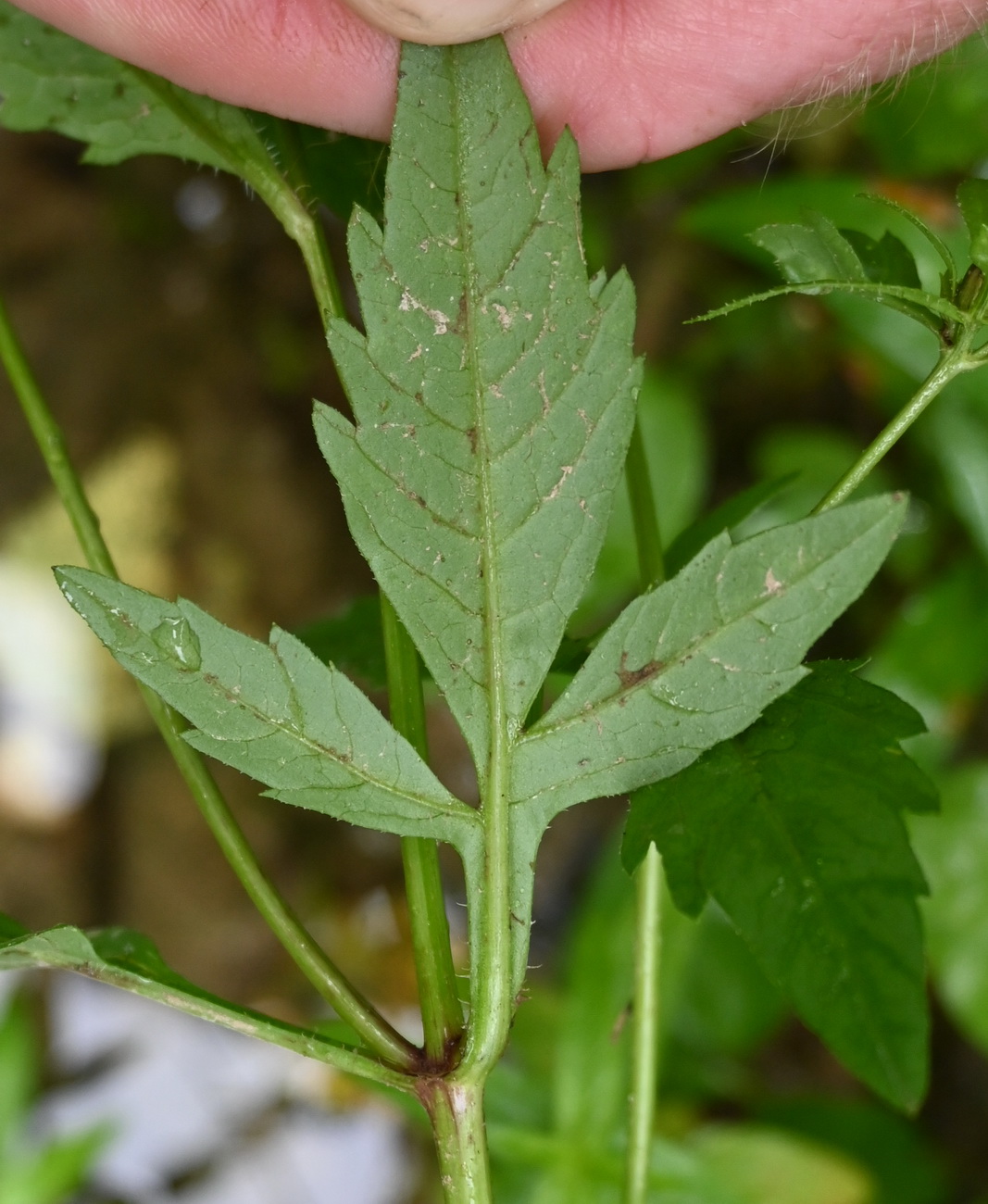 Image of Bidens tripartita specimen.
