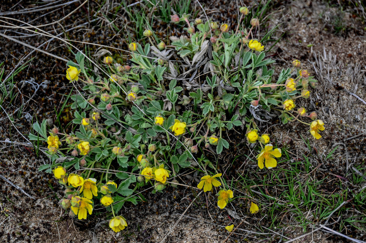 Изображение особи Potentilla incana.