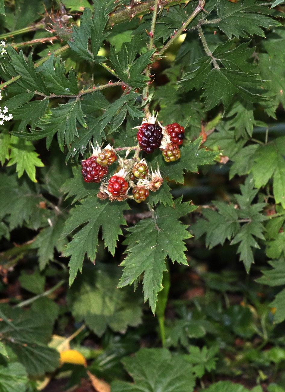 Image of Rubus laciniatus specimen.