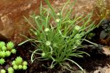 Erigeron linearis