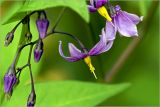 Solanum dulcamara. Соцветие с бутонами и цветками. Московская обл., Раменский р-н, окр. дер. Хрипань, садовый участок. 08.06.2026.