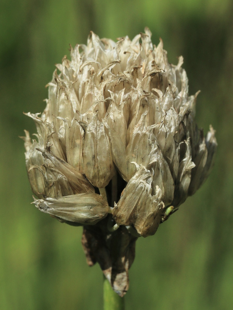 Изображение особи Allium schoenoprasum.