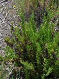 Limbarda crithmoides. Расцветающее растение. Португалия, г. Лиссабон, берег реки. 16.06.2026.