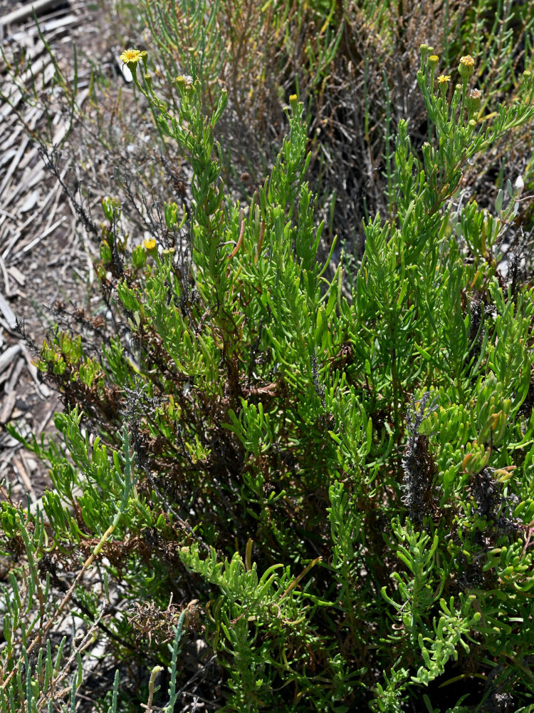 Image of Limbarda crithmoides specimen.