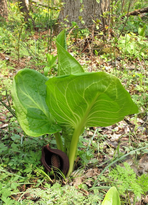 Image of Symplocarpus renifolius specimen.