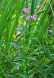 Epilobium hirsutum. Цветущее растение с созревающими плодами, Самарская обл., Жигулевский запов., ур. Гудронное, берег озера, 12.08.2026.