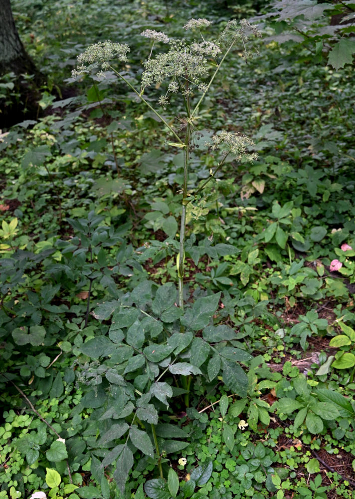 Изображение особи Angelica sylvestris.