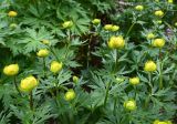Trollius europaeus