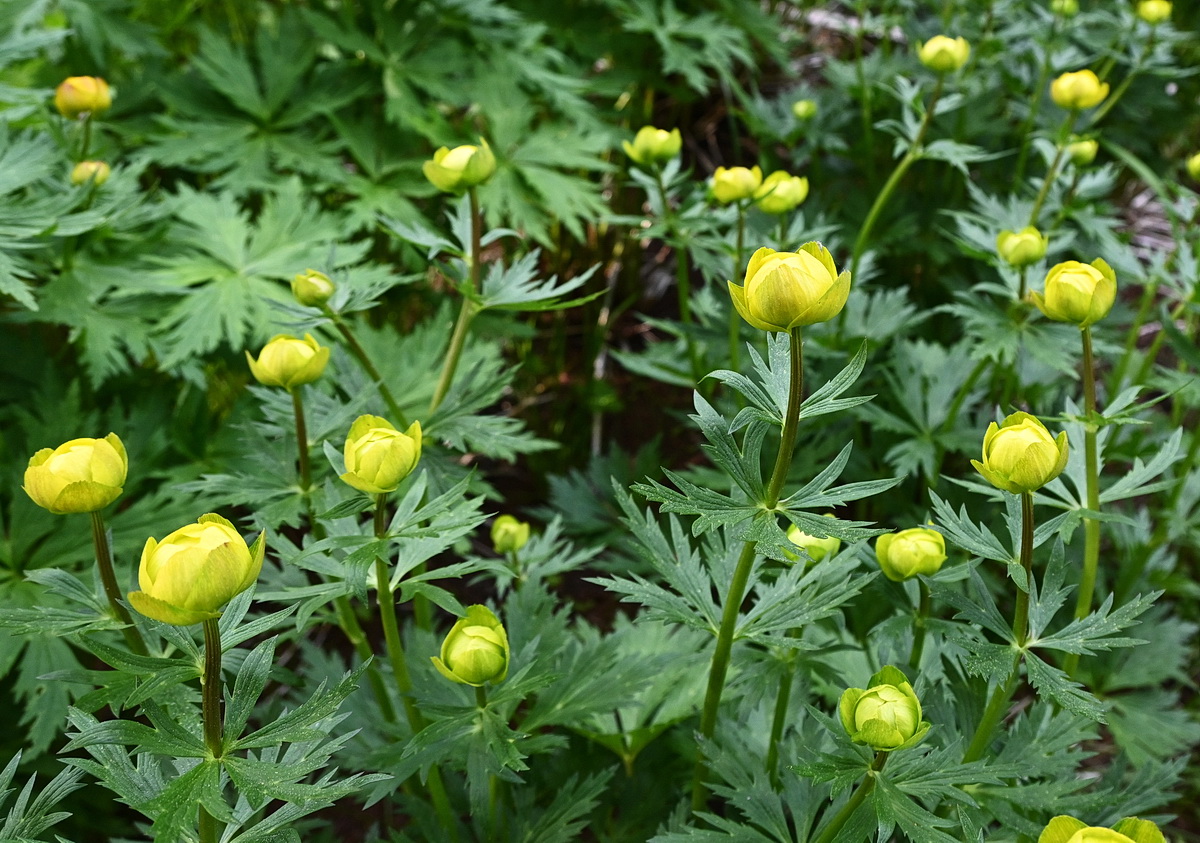 Изображение особи Trollius europaeus.