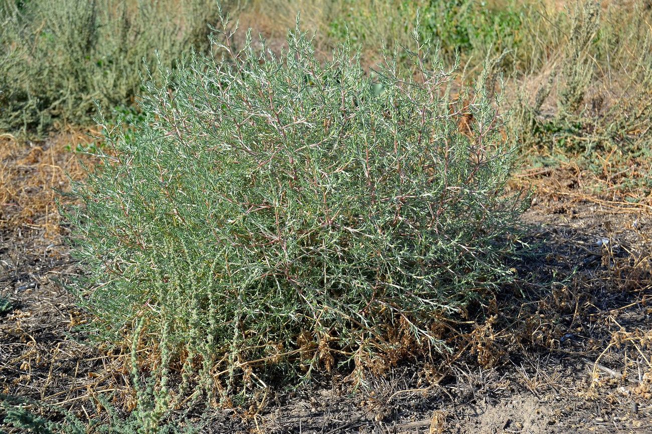 Image of familia Chenopodiaceae specimen.