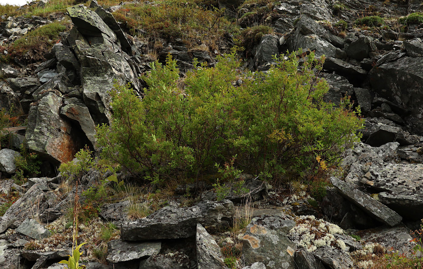 Image of Spiraea media specimen.