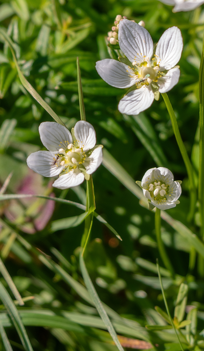 Изображение особи Parnassia palustris.