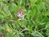 Fumaria vaillantii