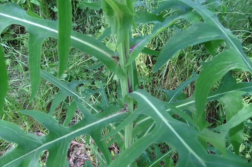 Изображение особи Sonchus palustris.