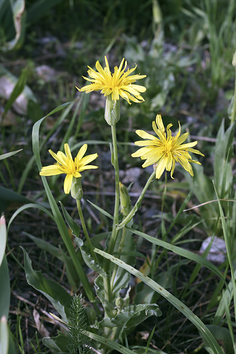 Image of Scorzonera inconspicua specimen.