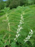 Astragalus sieversianus