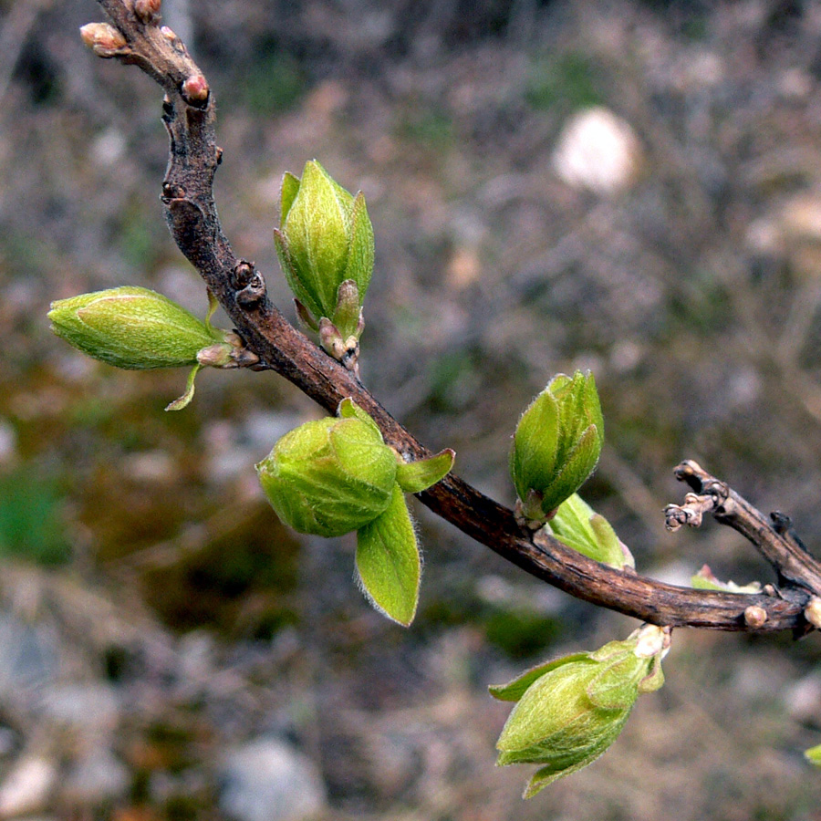 Image of Spiraea media specimen.